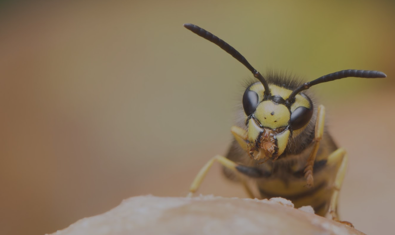 The Hidden Dangers of Ignoring Wasp Nests — Wasp Exterminator