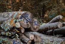 list of specific numbers observed logs